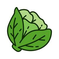 Color icon of fresh cabbage vegetable in playful and modern illustration style. for logo, infographic, ads, mobile apps, UI, web design and print vector