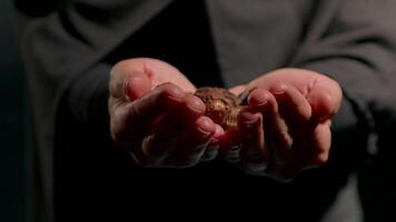 woman wearing hijab gently holds argan nuts in her hands. soft lighting creates peaceful atmosphere as she focuses intently on object video