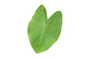 Freash and green elephant ear plant isolated on white background, clipping paths. photo