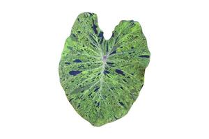 5Elephant ear plant isolated on white background, clipping paths. photo