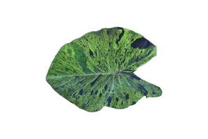 12Elephant ear plant isolated on white background, clipping paths. photo
