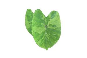 Two leafs of Elephant ear plant isolated on white background, clipping paths. photo