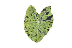 spoted elephant ear plant isolated on white background, clipping paths. photo