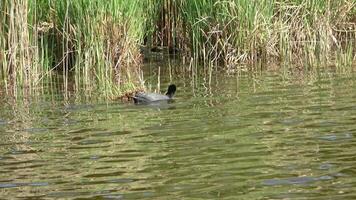 Eurasian coot constructing intricate nest, gracefully swimming and diving through calm pond waters, surrounded by dense riparian vegetation. video