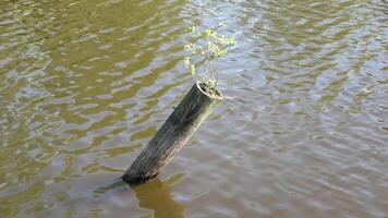 Green sprout emerging from partially submerged wooden pole, symbolizing resilient growth amid rippling water surface and tranquil natural environment. video