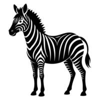 Zebra Standing In Black And White vector