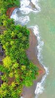 An aerial view of a beach with palm trees video