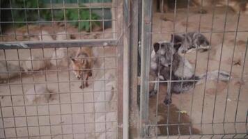 Different species of foxes live in the same zoo video