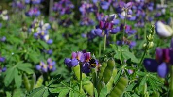 A close-up view of a bumblebee pollinating a purple lupine flower in a lush garden filled with blooming lupines. video
