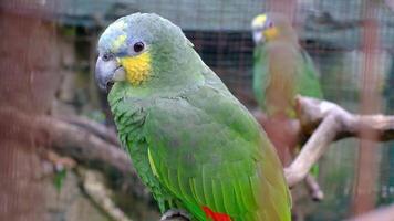 Close-up image of a colorful Amazon parrot perched on a tree branch inside an aviary. video