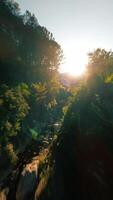 flying between the trees in the middle of the stream video
