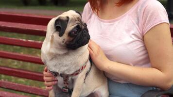 Girl joyfully stroking her adorable pug while sitting on a park bench video