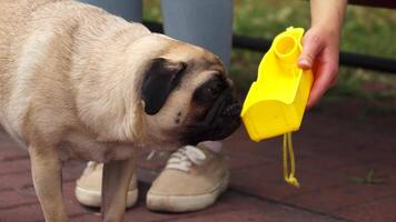Pug eagerly drinking from a bright yellow basin video