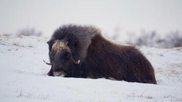 Zoom in on relaxed Musk Ox video
