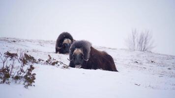 Two Musk Ox resting in light snow video