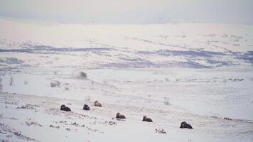 Six Musk Ox at distance video