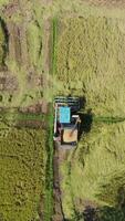 Top view, Vertical footage, Aerial view combine harvester in action amidst vibrant rice fields, showcasing agricultural technology and rural landscapes. video
