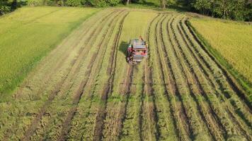 Aerial shot of a combine harvester in a vibrant green rice field, showcasing agricultural machinery and farming techniques video