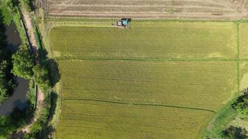 Top view, Aerial shot of a tractor working in vibrant green rice fields, showcasing agricultural patterns and natural beauty. video