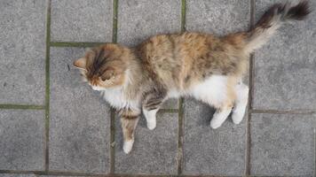 Fluffy cat lounging on cobblestone path in sunny outdoor setting video