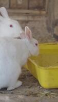 White rabbit drinking from yellow water dish in farm setting video