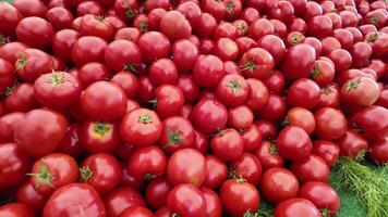 Fresh tomatoes on display at local farmers market in summer video