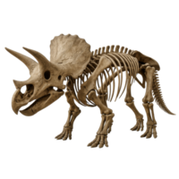 Discovering the fascinating triceratops skeleton against a clean transparent backdrop png