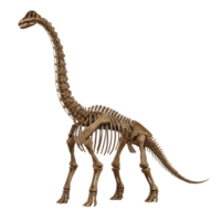 Brachiosaurus skeleton displayed against a transparent background captivates with ancient grace png