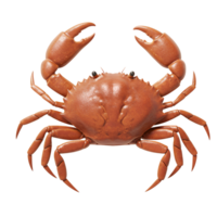 3D Rendering of a Brown Crab with Claws Raised png