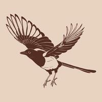 Magpie, flying bird, Hand drawn illustration. vector