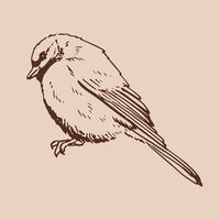 Titmouse. Bird. illustration vector