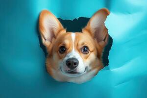 Adorable Dog Peeking Through a Blue Paper Hole Perfect for Pet-Related Content photo
