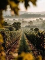A picturesque vineyard at sunrise, bathed in soft morning mist. photo
