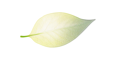 Translucent leaf with intricate vein detail on a transparent background Concept of nature, botanical illustration, and organic design element png