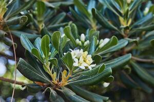 Green glossy leaves and white flower buds host a small fly, capturing delicate life in a natural ecosystem photo