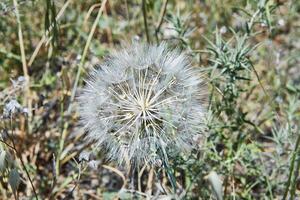Close-up of a delicate dandelion puff in focus, surrounded by wild grasses and spiky green foliage on a sunny day photo