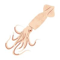 Squid in flat design. Swimming cuttlefish with tentacles, seafood menu. illustration isolated. vector