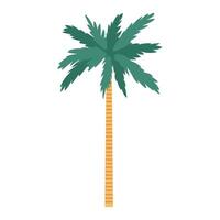Traditional Morocco palm tree in vase in flat design. Tropical desert plant. illustration isolated. vector