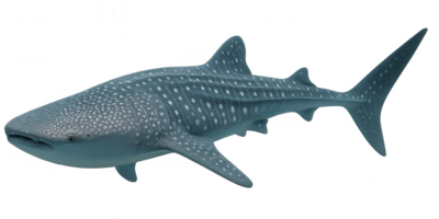 Single whale shark swimming in the ocean with transparent background png