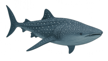 A whale shark swimming in the ocean with transparent background png