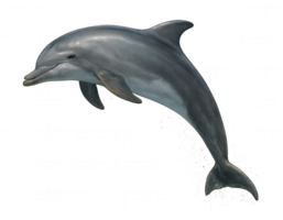 Dolphin jumping out of the water with transparent background png