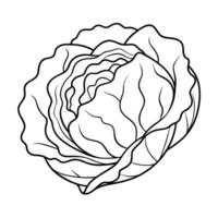 Cabbage Illustration Perfect for Cookbook Farm Market or Recipe Design vector