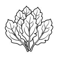 Freehand Drawing of Organic Spinach Leaves for Culinary Designs vector