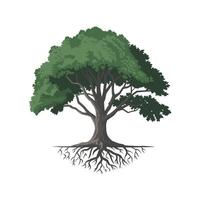 Majestic Oak Tree with Exposed Roots Nature Illustration for Branding and Design vector