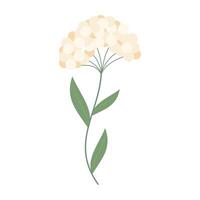 Delicate colorful flowers with green leave on a clean white background. Spring and Summer Season. vector