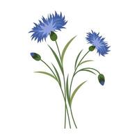 Delicate colorful flower with green leave on a clean white background. Spring and Summer Season vector