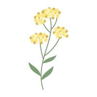 Delicate colorful flower with green leaves on a clean white background. Spring and Summer Season. vector