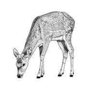 Black and white illustration of a doe grazing isolated on white vector