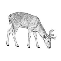 Black and white illustration of a buck grazing isolated on white vector