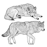 Wolf isolated on white background vector